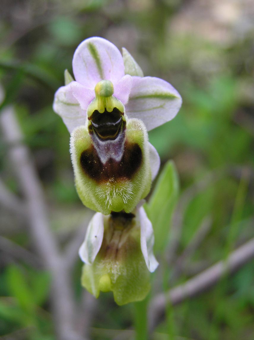 Ophrys tenthredinifera